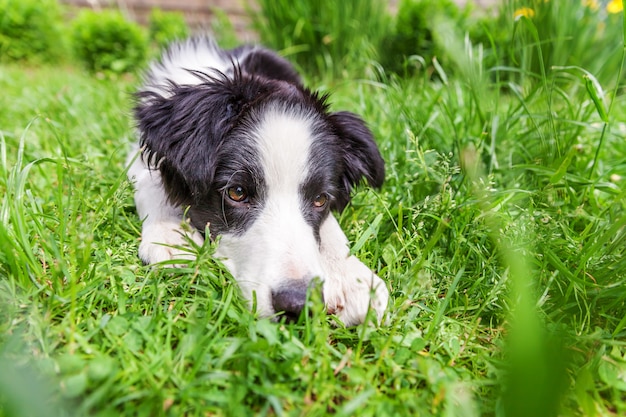 Funny outdoor portrait of cute border collie lying down on green grass