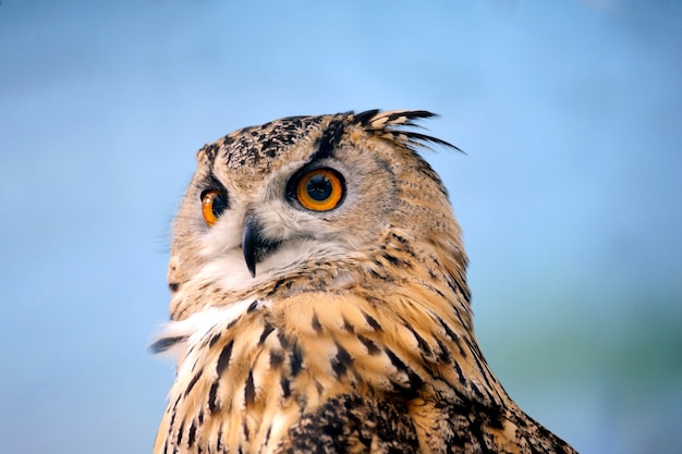 面白いフクロウの顔が大きな目でクローズアップ