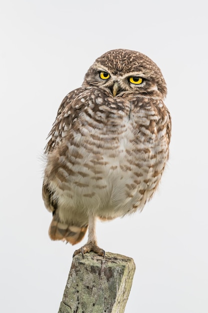 A funny owl standing on one foot