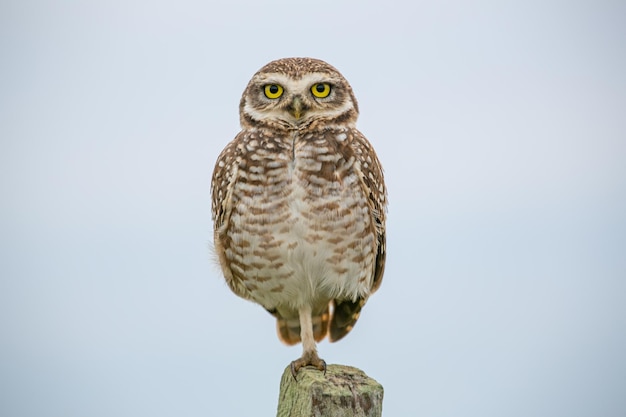 A funny owl standing on one foot