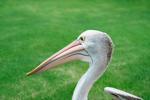 Забавный пеликан крупным планом на фоне зеленой травы