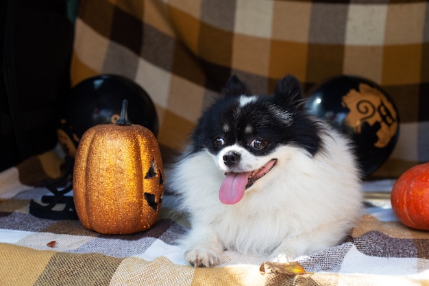 Funny pet dog sitting car trunk decorated halloween toy spitz