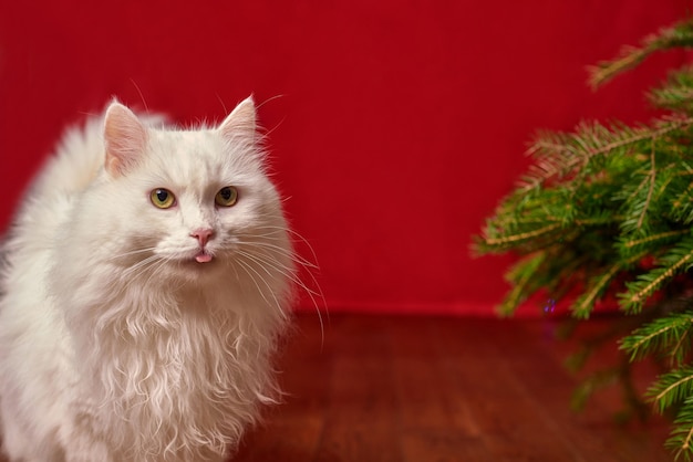 Забавный питомец белый кот высунул язык на красном новогоднем фоне, еловые ветки новогодней елки