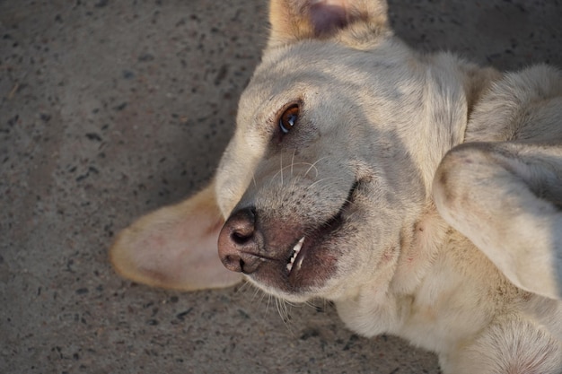 Funny photo of a dog with mouth