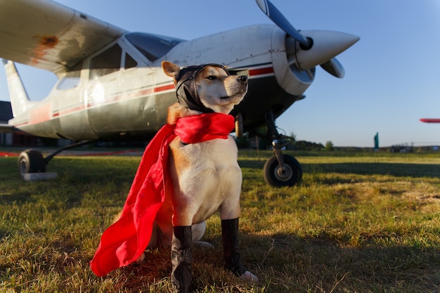 空港でパイロットスーツを着た柴犬の面白い写真