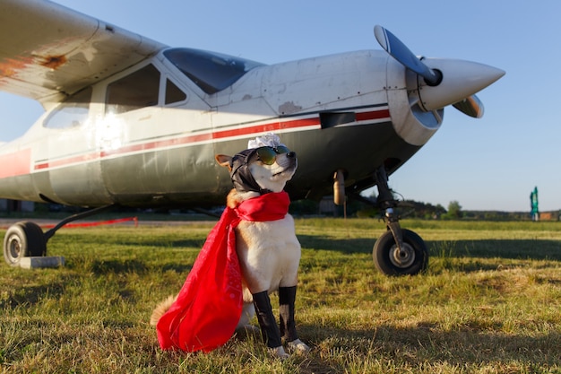 Funny photo of the Shiba Inu dog in a pilot suit at the airport