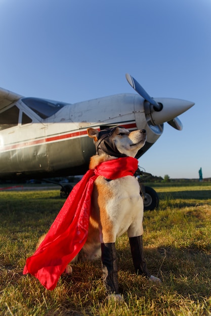 柴犬の面白い写真