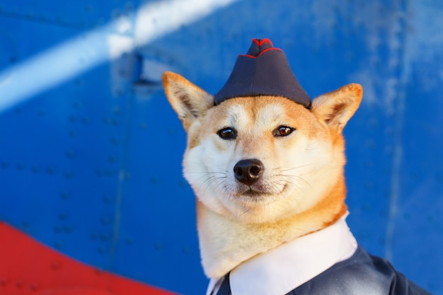 Photo funny photo of the shiba inu dog