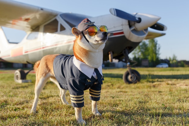 柴犬の面白い写真