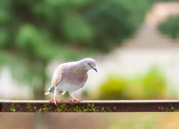 Забавный голубь сидит на перилах балкона на открытом воздухе.