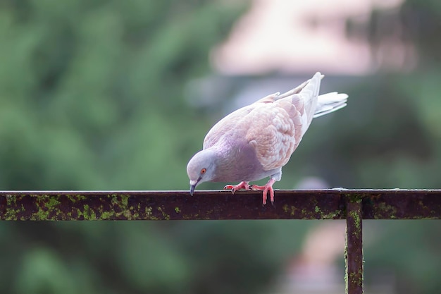 Funny pigeon bird sitting on balcony railing outdoors