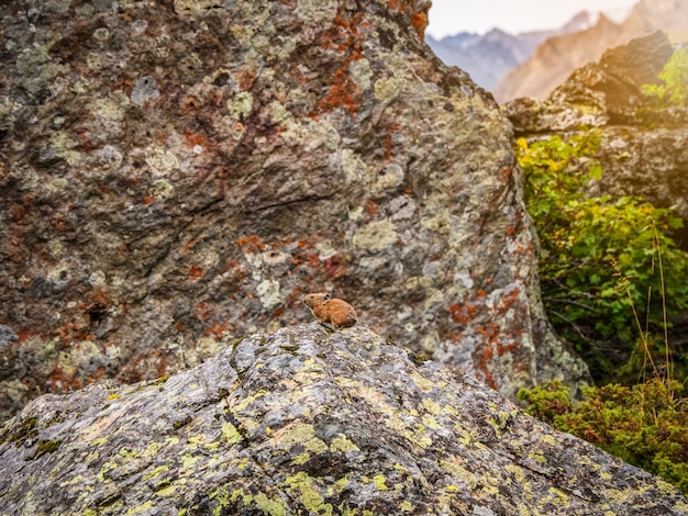 Divertente pika ochotona collaris si siede su roccioso in montagna altai. simpatico piccolo mammifero su sfondo bokeh. piccolo roditore pika crogiolarsi sulla roccia.