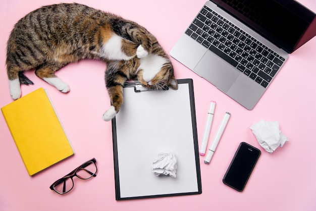 Photo funny playful cat lying on the woman's office desk background