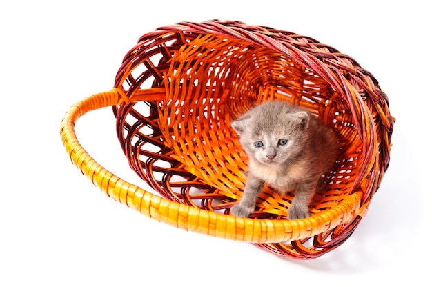 Funny playful little kitten in basket isolated