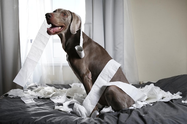 Foto cane divertente del puntatore che gioca con la carta igienica