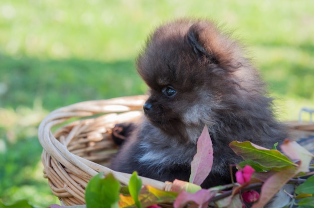 Funny pomeranian dog puppy sitting in the basket