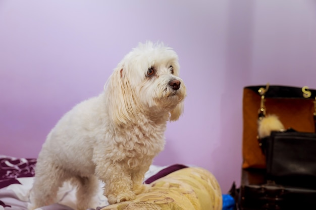 面白いプードル犬は屋内の人間と一緒にベッドに横たわっていました。かわいいふわふわの白いプードル犬