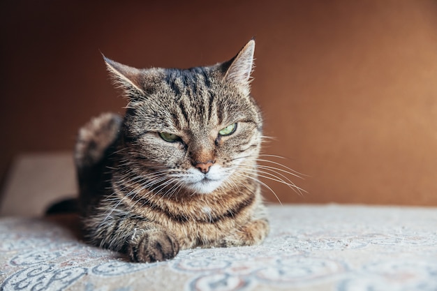 Funny portrait arrogant short-haired domestic tabby cat relaxing at home