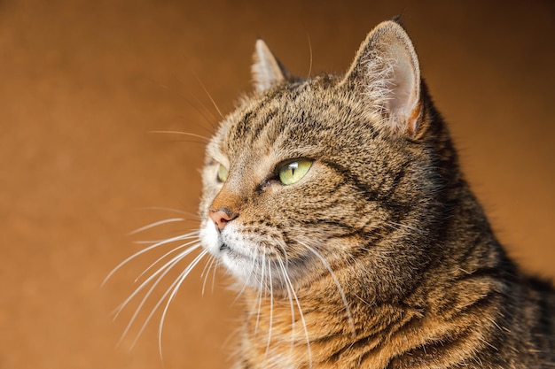 Funny portrait arrogant shorthaired domestic tabby cat posing on dark brown background little kitten...