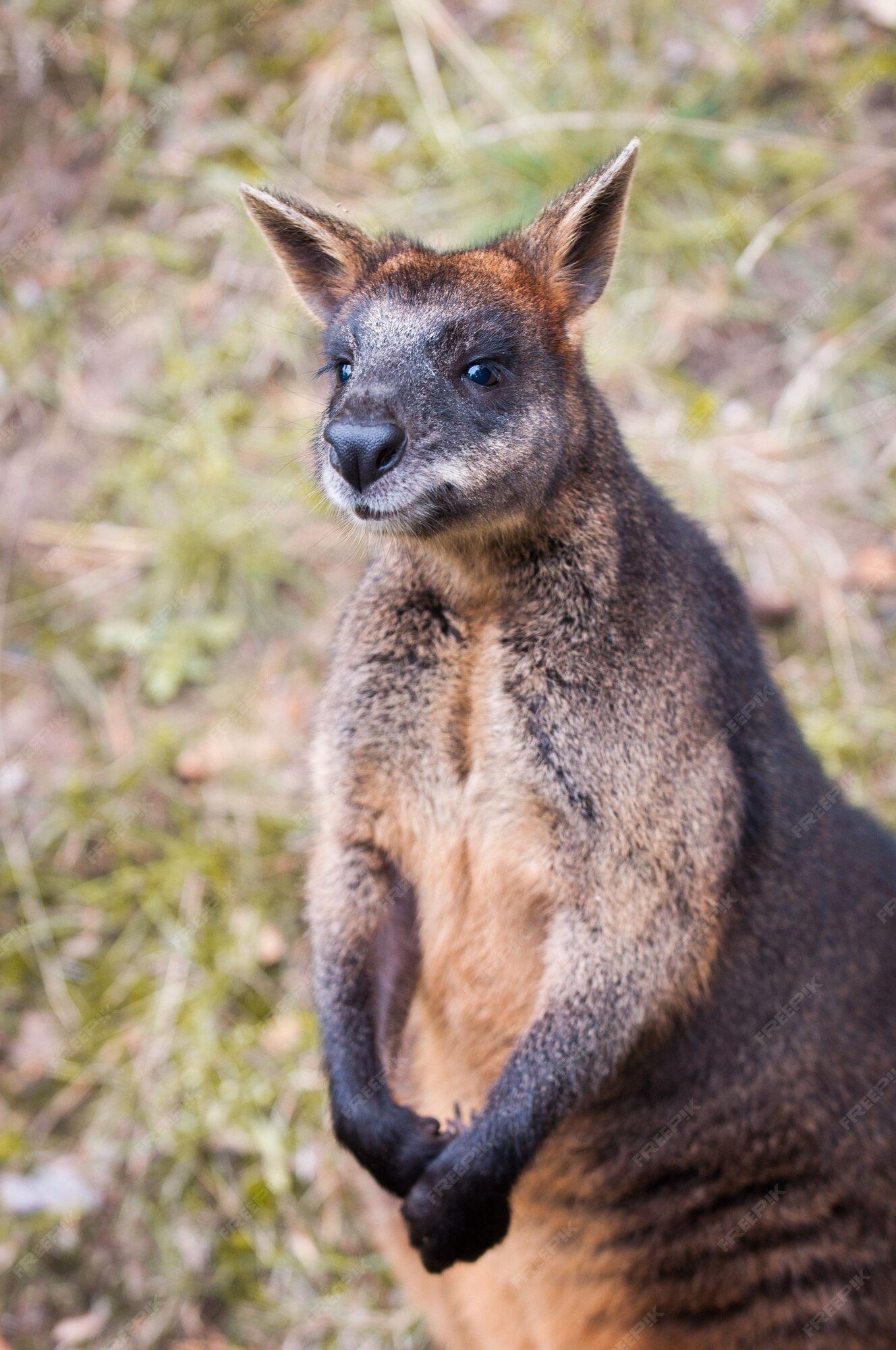 Premium Photo | Funny portrait of brown kangaroo close up Premium Photo | Funny portrait of brown kangaroo close up
