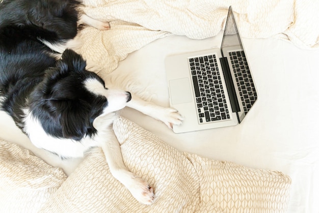 Photo funny portrait cute puppy dog border collie on bed working surfing browsing internet using laptop