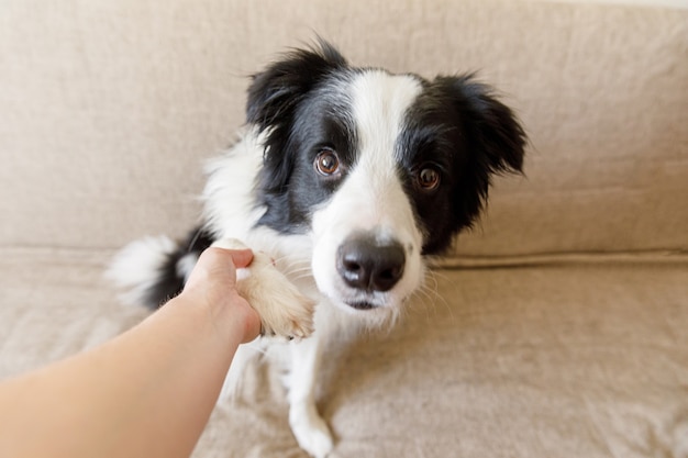 Funny portrait of cute puppy dog border collie on couch giving paw