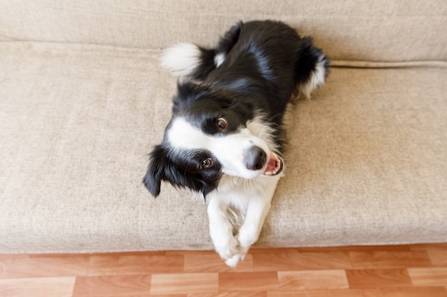 Funny portrait of cute puppy dog border collie on couch