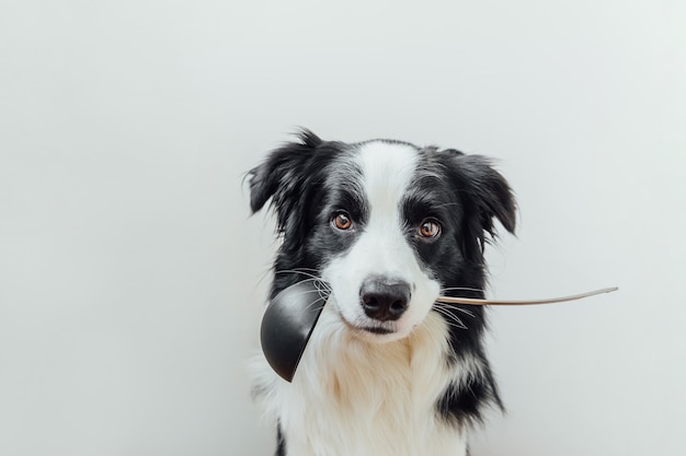 Funny portrait of cute puppy dog border collie holding kitchen spoon ladle in mouth isolated on white