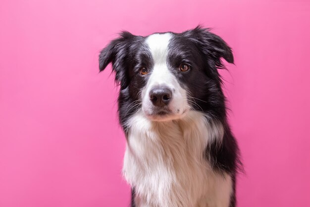 Funny portrait of cute puppy dog border collie isolated on pink colorful background. Cute pet dog. Pet animal life concept.