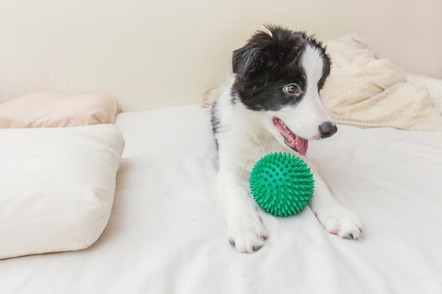 Funny portrait of cute puppy dog border collie lay on pillow blanket in bed and playing with green toy ball