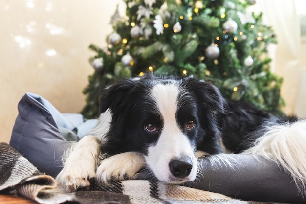 Funny portrait of cute puppy dog border collie lying down near christmas tree at home indoors prepar