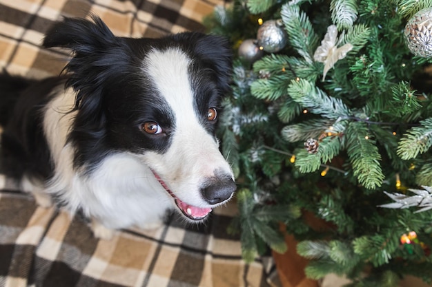 Funny portrait of cute puppy dog border collie near christmas tree at home indoors preparation for h...