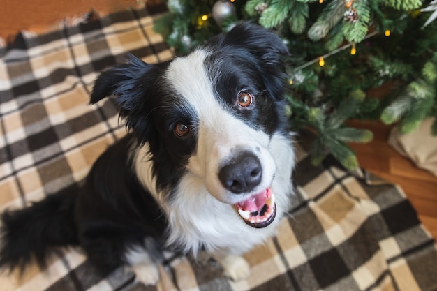 Funny portrait of cute puppy dog border collie near Christmas tree at home indoors. Preparation for holiday. Happy Merry Christmas concept.