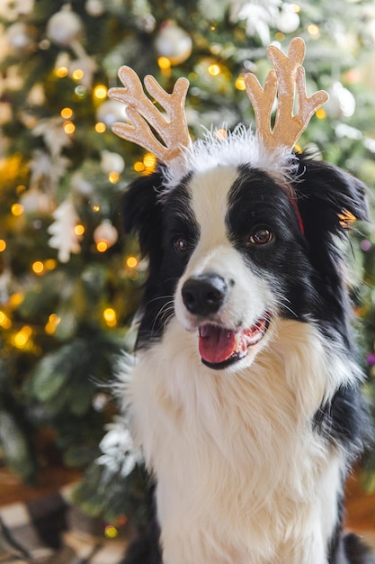 Funny portrait of cute puppy dog border collie wearing christmas costume deer horns hat near christm...