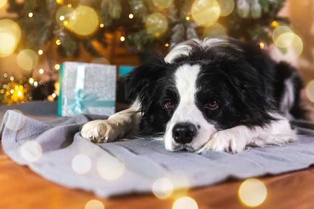 Funny portrait of cute puppy dog border collie with gift box and defocused garland lights lying down near Christmas tree at home indoors Preparation for holiday Happy Merry Christmas time concept