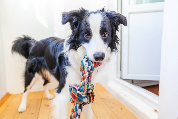 Funny portrait of cute smiling puppy dog border collie holding colorful rope toy in mouth. New lovely member of family little dog at home playing with owner. Pet care and animals concept.