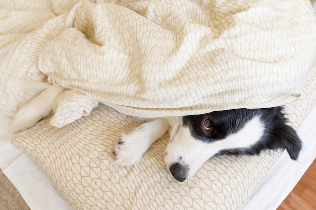 Funny portrait of cute smiling puppy dog border collie lay on pillow blanket in bed