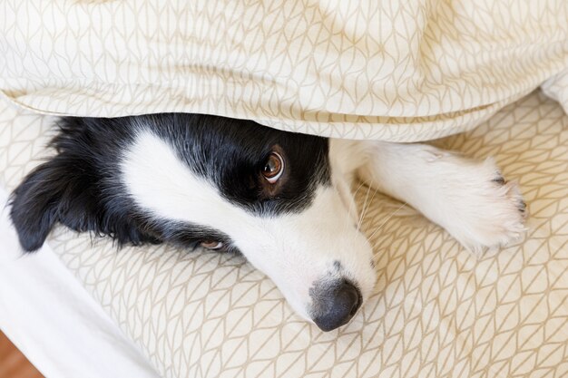 Funny portrait of cute smiling puppy dog border collie lay on pillow blanket in bed