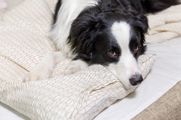 Funny portrait of cute smiling puppy dog border collie lay on pillow blanket in bed.