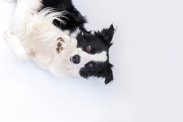 白い背景で隔離の横になっているかわいい笑顔の子犬犬ボーダーコリーの面白い肖像画。カメラを見て、報酬を待っている変な顔のペットの犬。面白いペット動物の生活の概念。