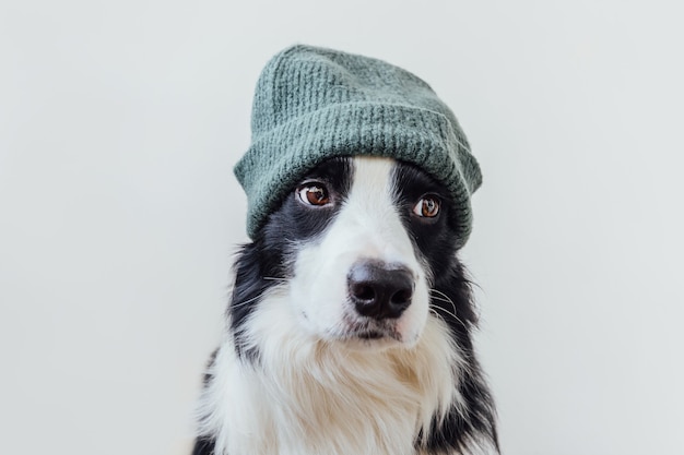 白い背景で隔離の暖かいニットの服の帽子をかぶってかわいい笑顔の子犬犬ボーダーコリーの面白い肖像画。家族の小さな犬の新しい素敵なメンバーの冬または秋の肖像画。