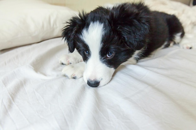 Funny portrait of cute smilling puppy dog border collie in bed at home