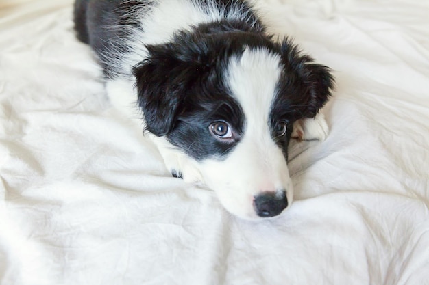 Funny portrait of cute smilling puppy dog border collie in bed at home