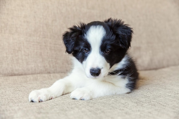 ソファの上のかわいい微笑む子犬のボーダーコリーの面白い肖像画。家で見つめ、待っている家族の小さな犬の新しい素敵なメンバー。ペットの世話と動物の概念