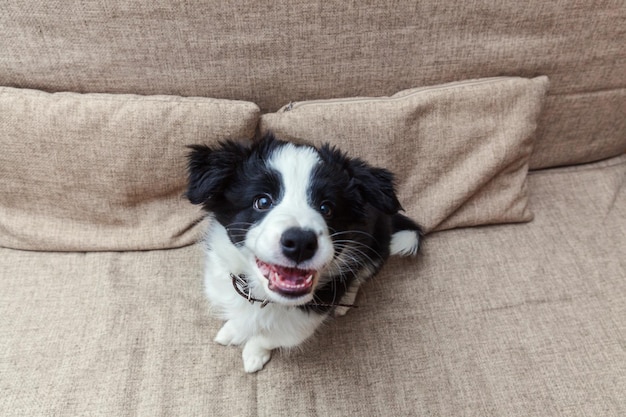 Забавный портрет милого улыбающегося щенка бордер-колли дома на диване в ожидании награды