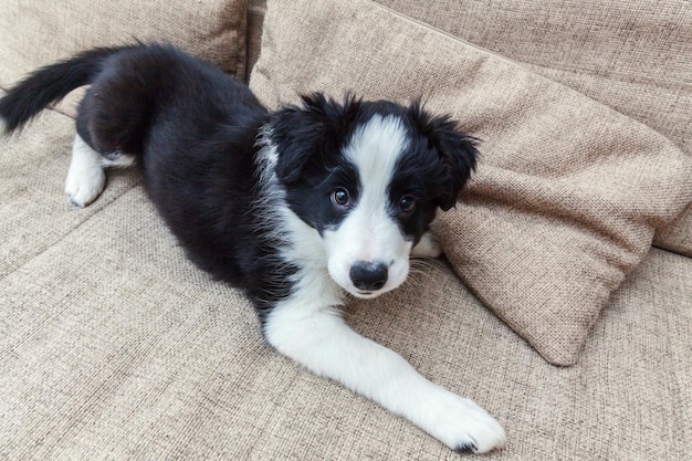 Funny portrait of cute smilling puppy dog border collie at home