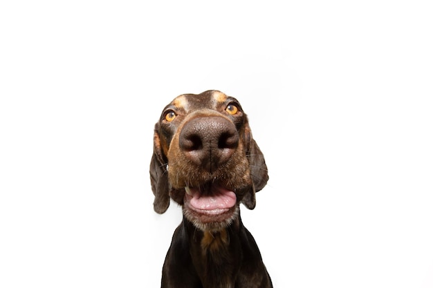 Foto divertente ritratto doberman cucciolo di cane facendo una faccia buffa isolata su sfondo bianco