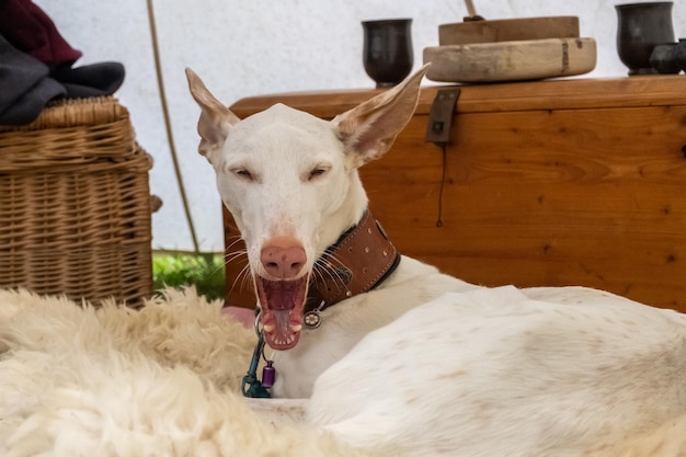 Divertente ritratto di un cane di razza white podenco ibizanco o ibizan hound