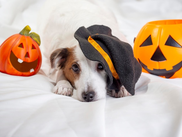 Funny portrait of a dog in a funny hat Halloween holiday