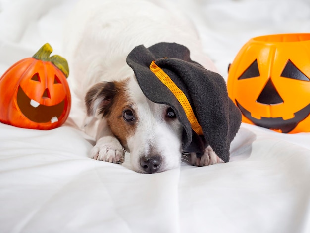 Funny portrait of a dog in a funny hat halloween holiday